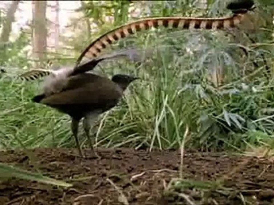 Tasmanie