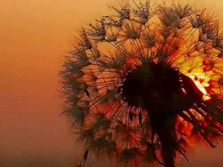 Robin Donald sings L'alba Separa Dalla Luce L'ombre