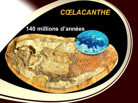 Conférences de Harun Yahya en France - Lyon 19-01-2011 - 3/6