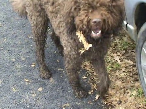 Barbets en Bresse: la suite again...