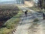 CHASSE ENTRAINEMENT ENOX DE LA RIVIERE DU NANT