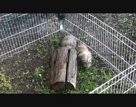 Cochons d'inde Shelty Coronet et Texel en couple, sortie au jardin