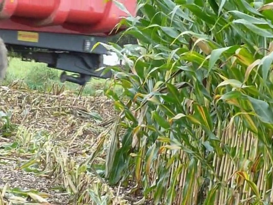 Ensilage maïs 2010 (n°1) - Maïs silage 2010 (n°1)