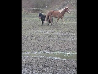 Kaizer et cherocky qui jouent :) (3)