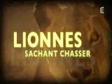 Lionnes sachant chasser (1)