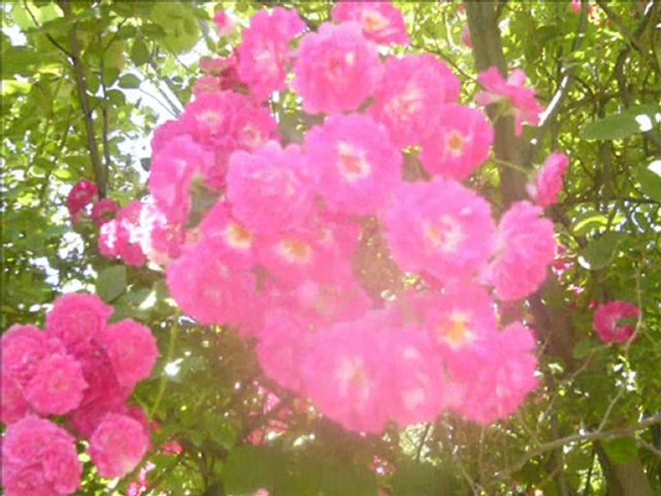 çamoluk bayırköyü zağpa ozan köyü asım üzümcü