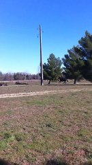 Noisette Quolibet Port Java Pactole 2011