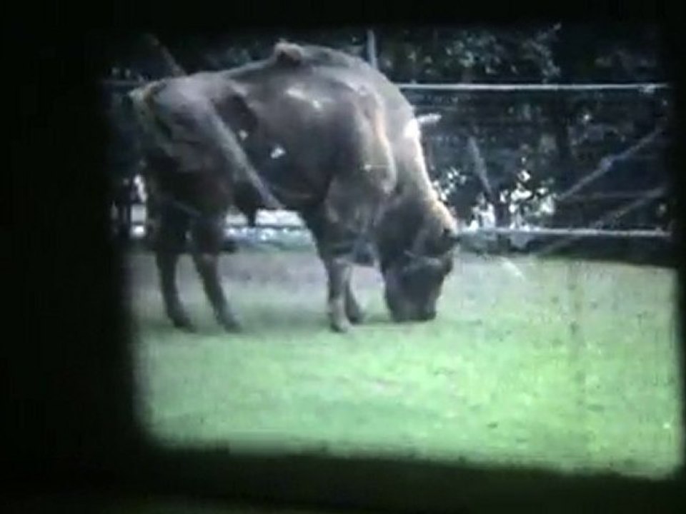 zoo