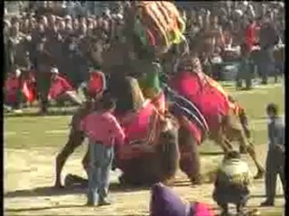 İzmir Torbalı Deve Güreşleri www.selcukhaber.com