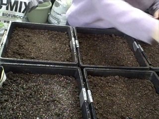 Growing from Seed Starting Begins Greenhouse 2011