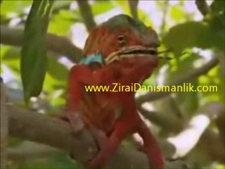 Dünyanın En Uzun Dilli Hayvanı