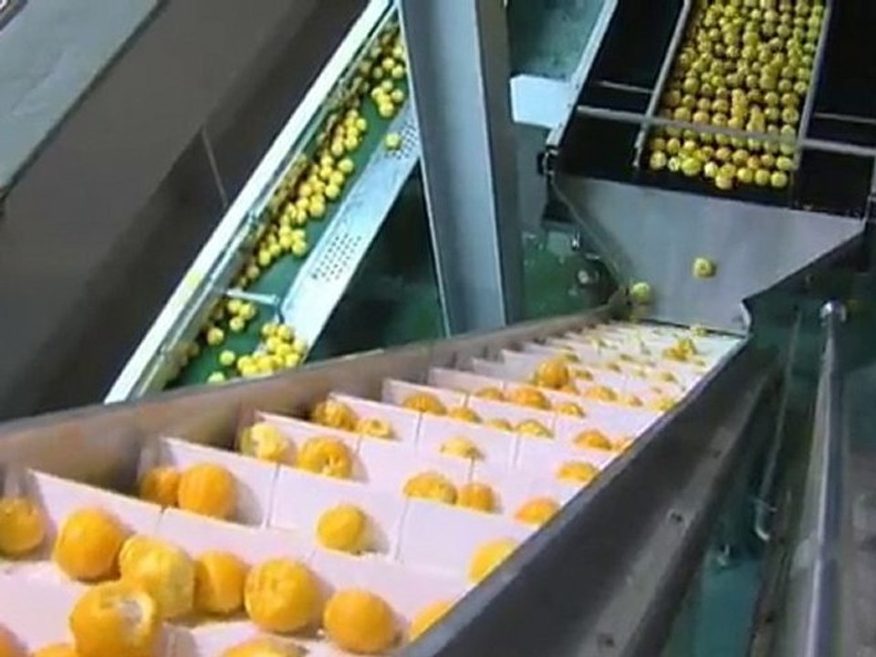 Doowon's organic citron