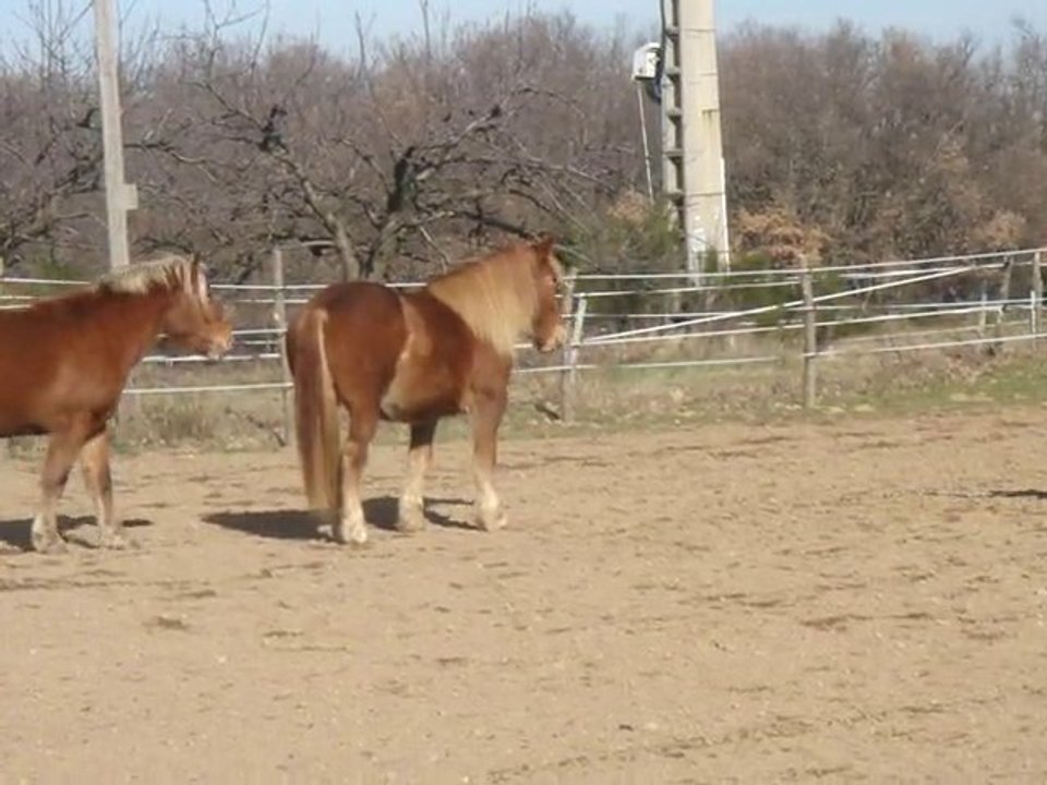 Téo et Ulysse au galop, 3 minutes de pur bonheur!