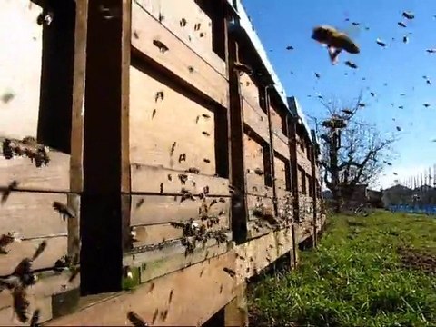 arıcılık Mehmet Yüksel Şubat 2011