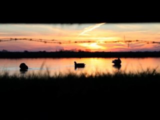 Chasse aux canards à la tonne en Vendée