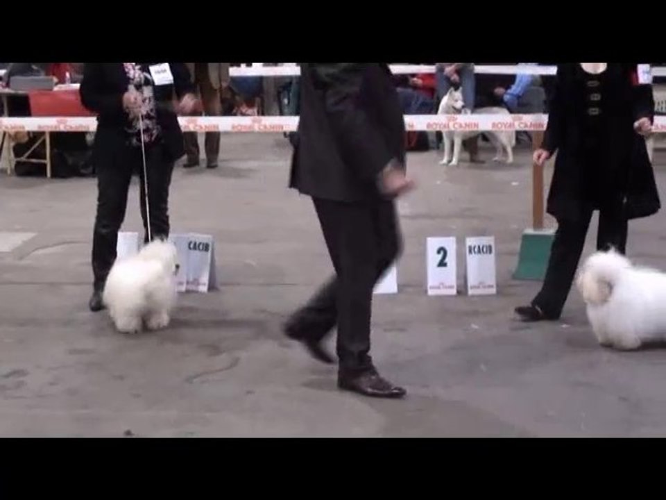 Troyes 2011 CACIB mâles