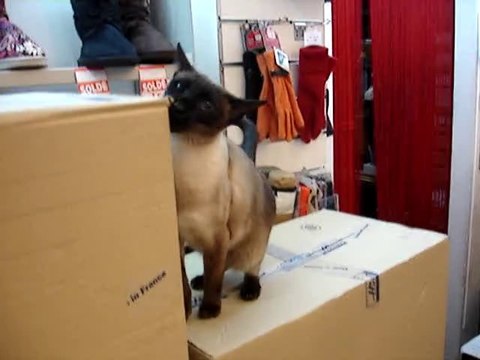 TIHI la petite chatte siamoise décide de vérifier la livrais