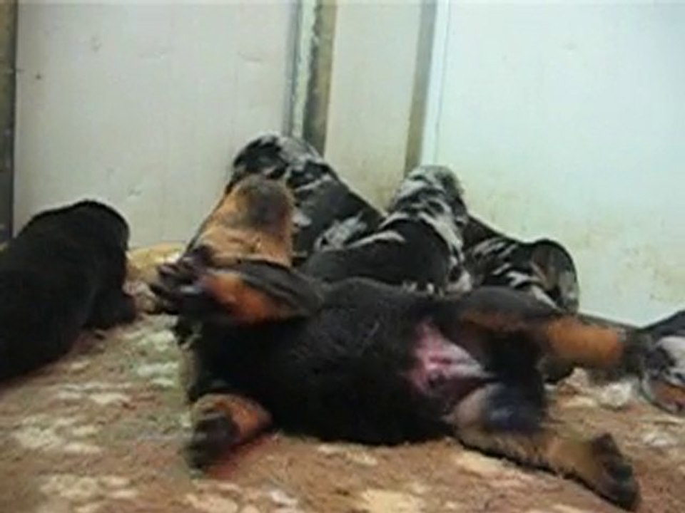 CHIOTS BERGER DE BEAUCE BEAUCERON BAS-ROUGE OU ARLEQUIN A RE