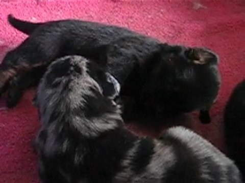 CHIOTS BERGER DE BEAUCE BEAUCERON BAS-ROUGE A RESERVER