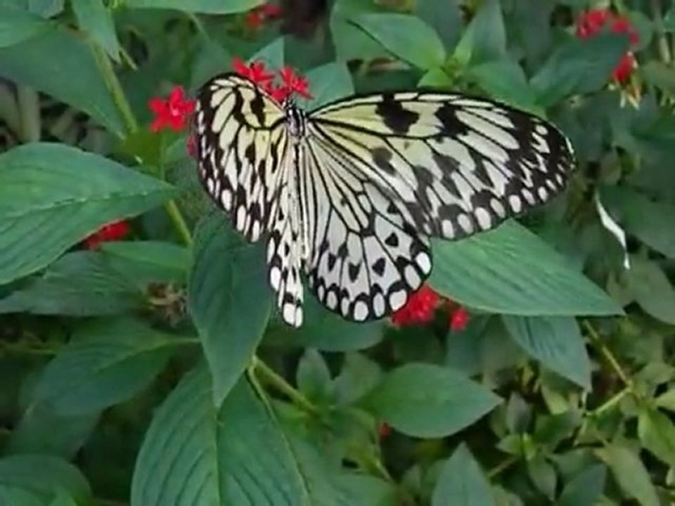 Un volo di mille farfalle