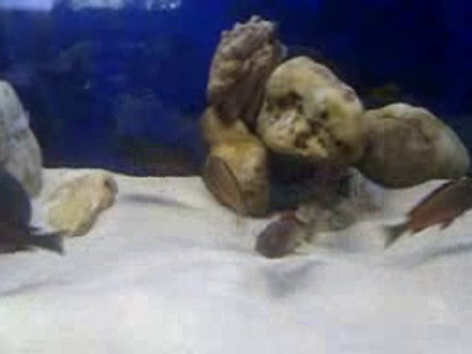 Tropheus Red Chimba