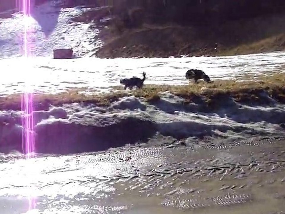 balade avec mes chiens