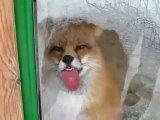 un renard lèche une vitre