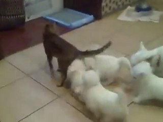 chiots VS un chaton