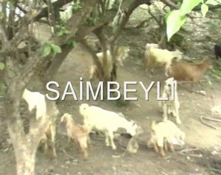 SAANEM KEÇİ SAİMBEYLİ AHMET KAYTANCI