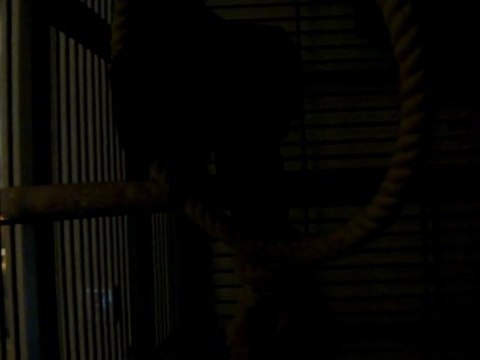 Lola, mon ara ararauna : 1er essai de l'anneau