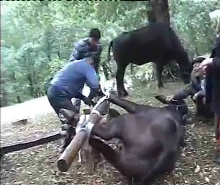 Kömüş Nallaması Kst İli Azdavay İlçesi Valay Sadık Oturak