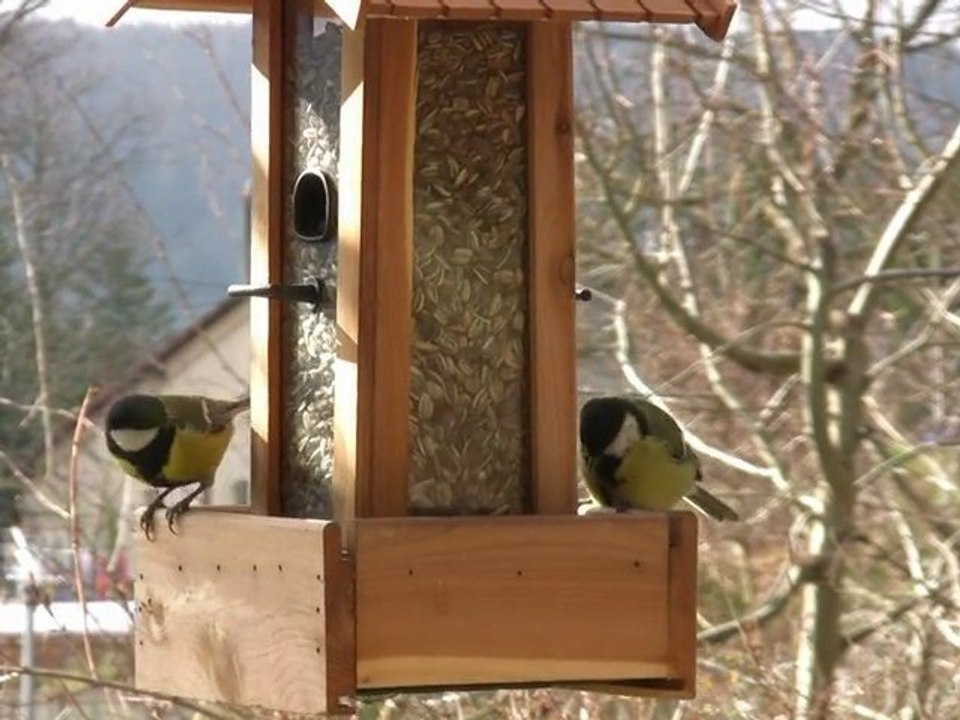 Les passereaux d'Abreschviller
