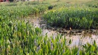 Pontederia cordata (Pickerelweed)