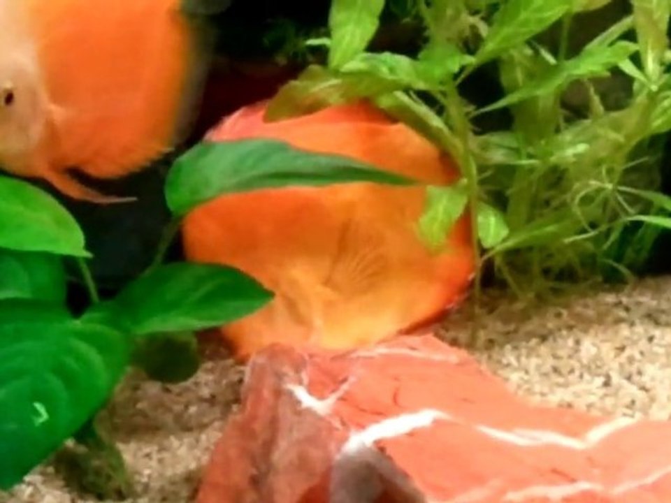 Vidéo0011