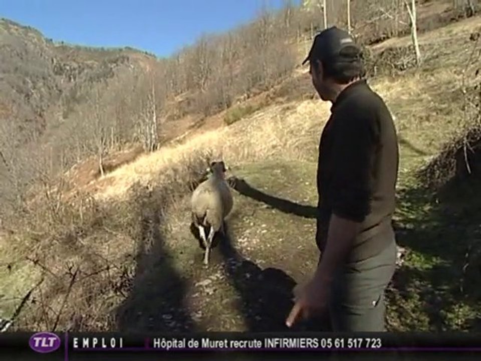 Polémique : Lâcher d'un ours dans les Pyrénées
