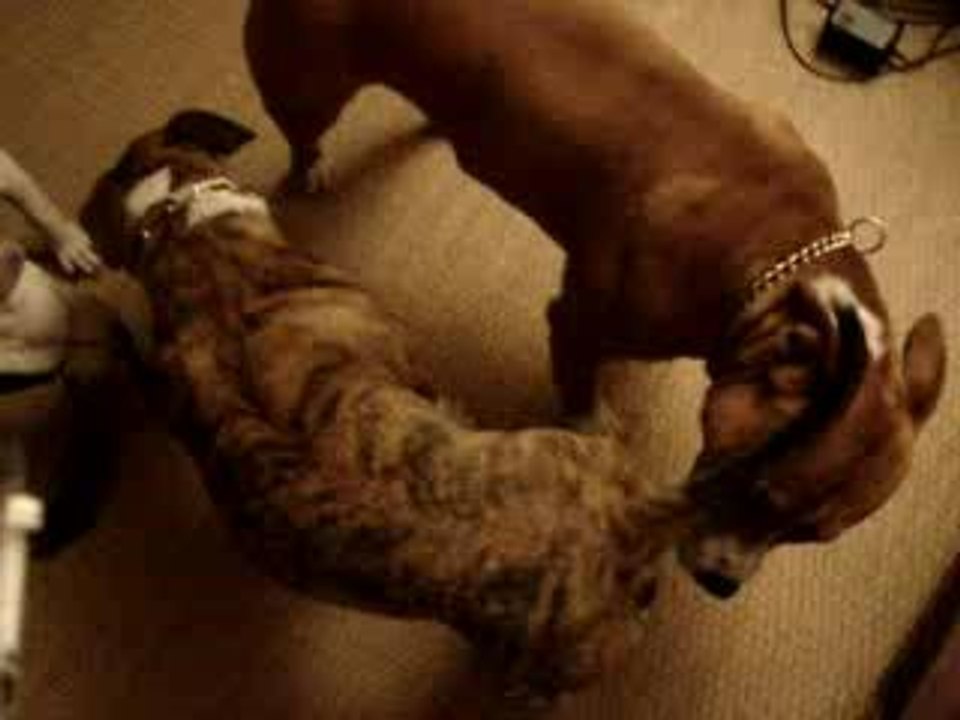 ouh les vilains molosses