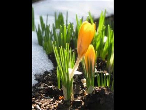 Orange County Bankruptcy Attorney Chapter 7 chapter 13 lawy