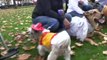 -Halloween Dog Parade Jersey City,oddboxvideo.com