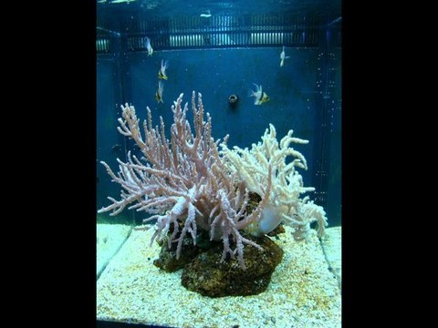 VISITE-nausicaa-050211