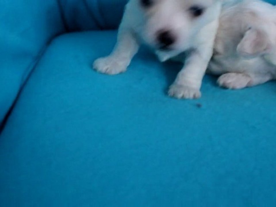 Bichon Frise Puppies born 18 01 2011