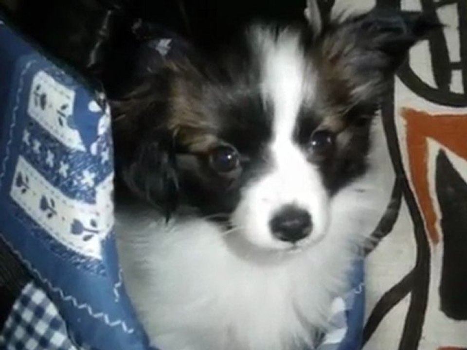 mes souvenirs mes deux amours