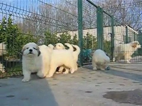 Authentiques Chiots Montagne des Pyrénées Patou LOF