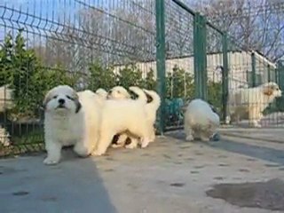 Authentiques Chiots Montagne des Pyrénées Patou LOF