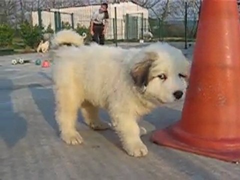 Authentiques Chiots LOF Montagne des Pyrénées Patou