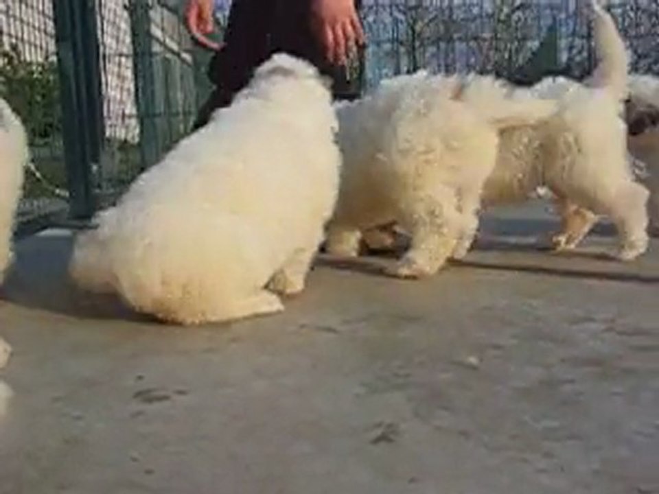 Authentiques Chiots Montagne des Pyrénées LOF Patou