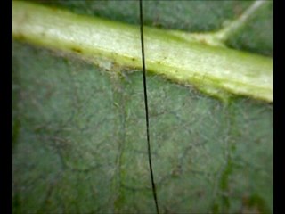 SİHİRLİ EL MİKROSKOPU İLE HARİKALAR OLUŞTURUN