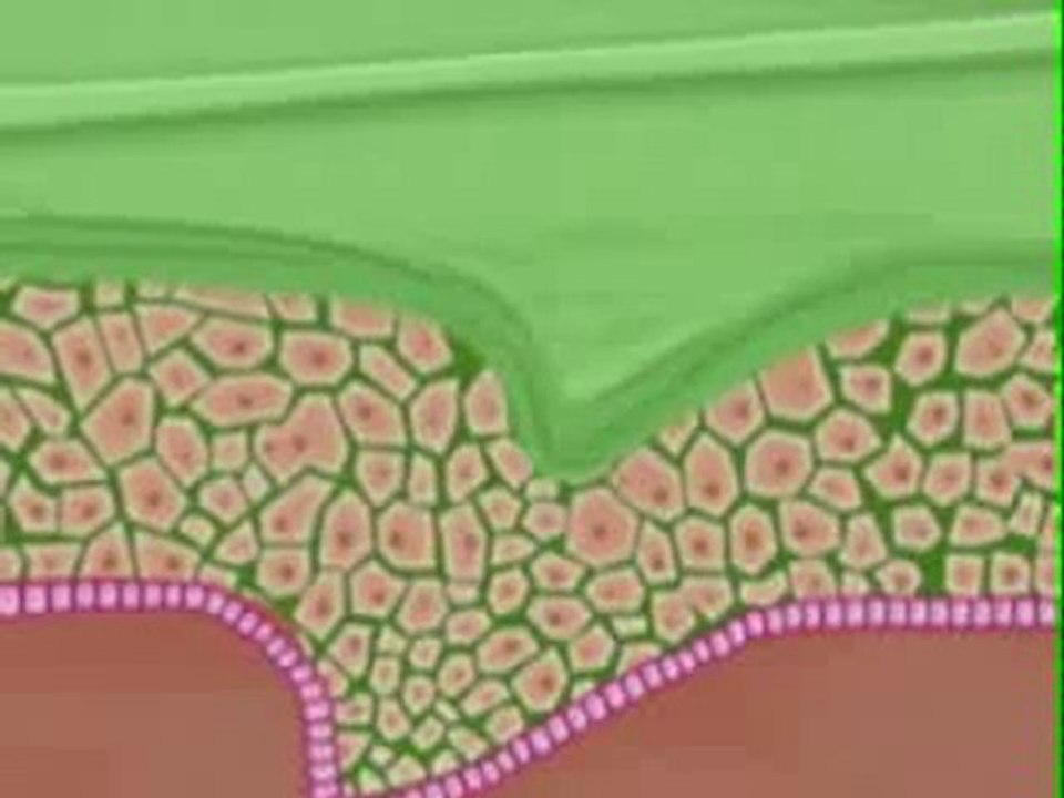 FRONTLINE Combo Spot on chien