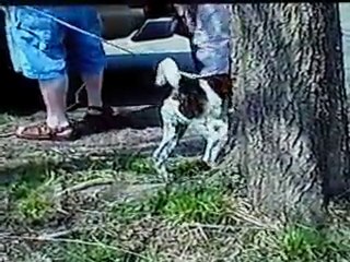 Walz's Henry the VII