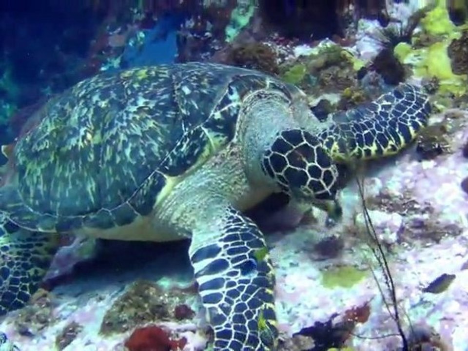 plongee au Diamant Martinique