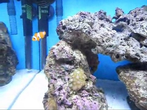 Nano Deniz Akvaryumum